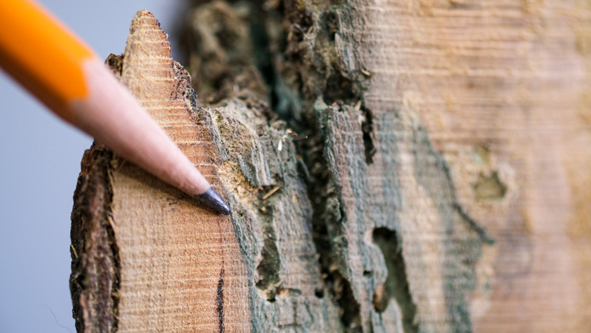 Green Spalted Wood