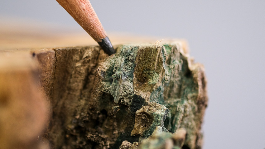 Cutting Spalted Wood