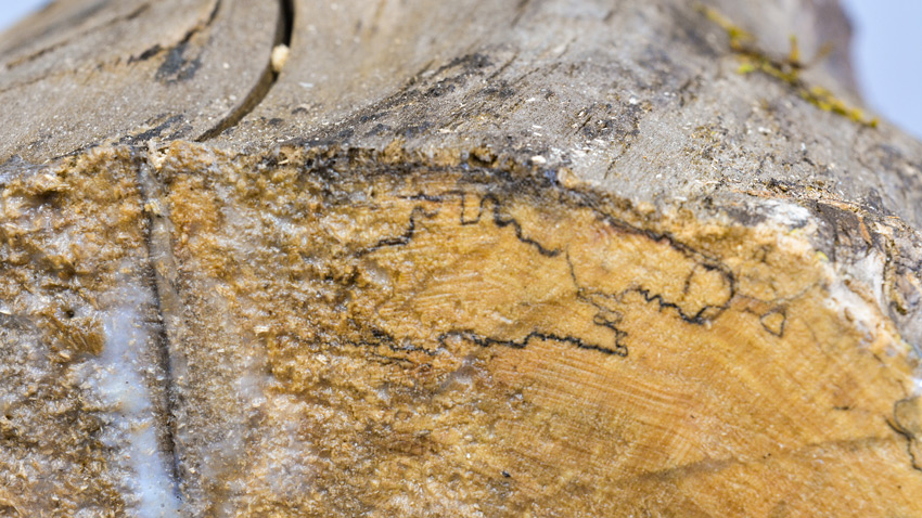 wood Spalting 