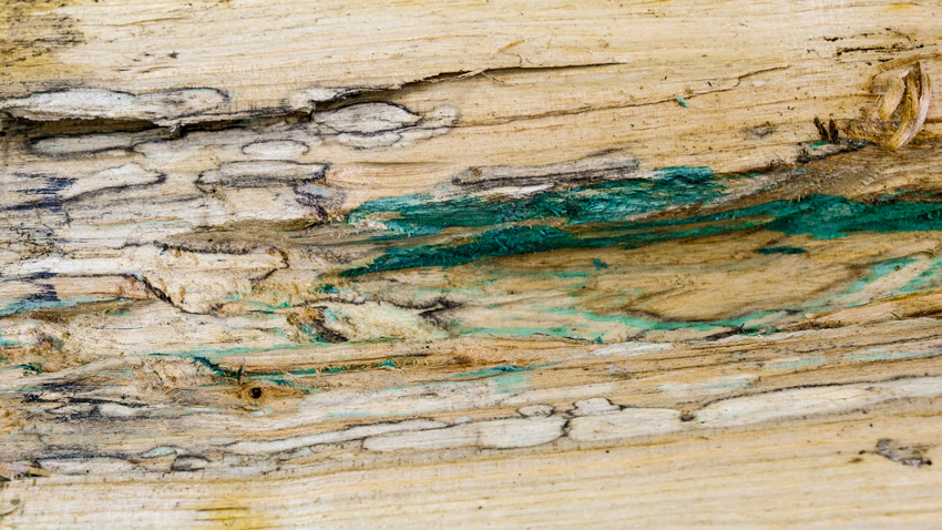 Spalted Wood Log