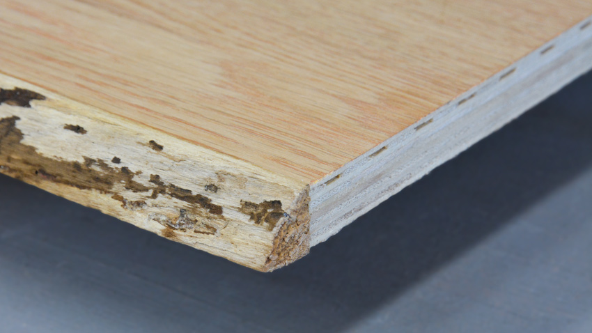Live Edge Plywood
