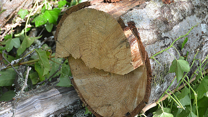 Tree Falling