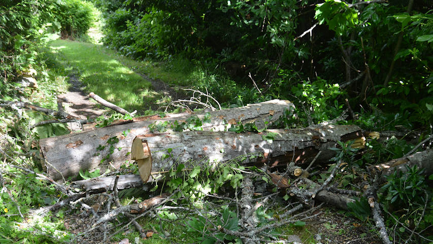 Tree Felling